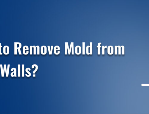 How to Remove Mold from Your Walls?