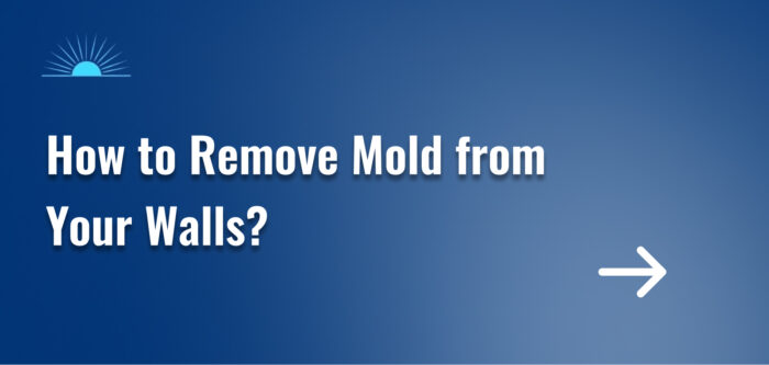 How to Remove Mold from Your Walls