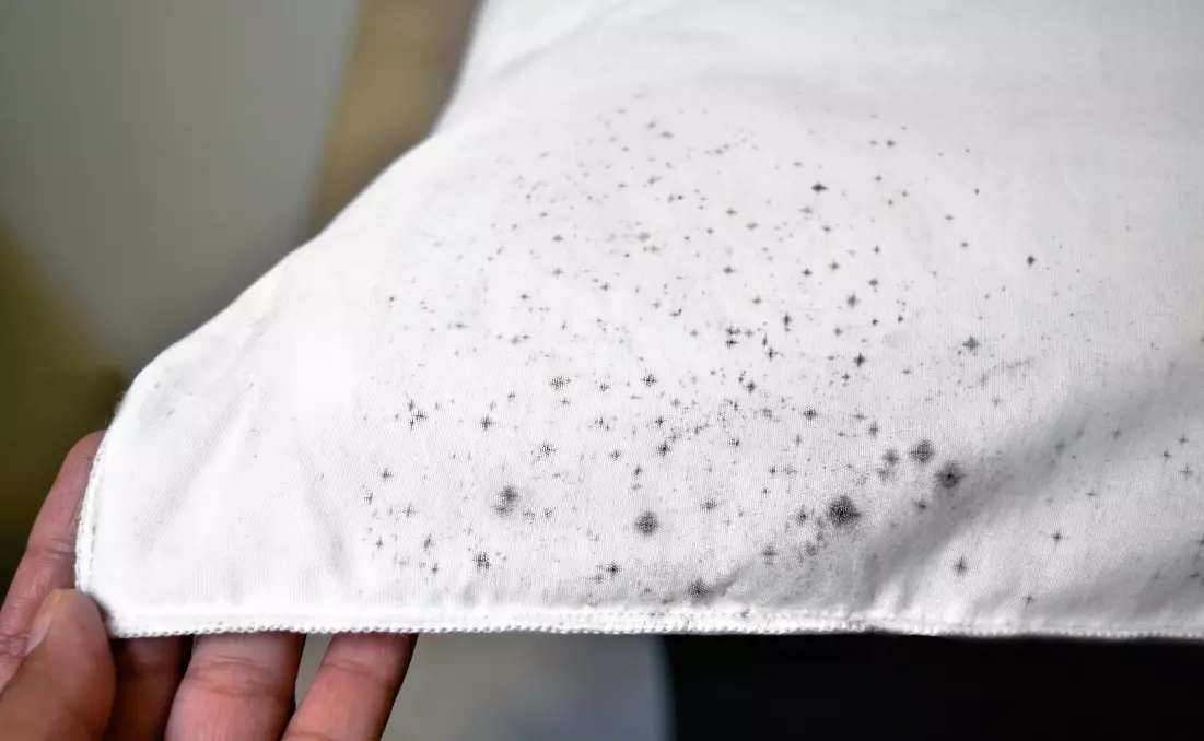 How To Get Mold Out Of Clothes? - Gold Coast Inspectors