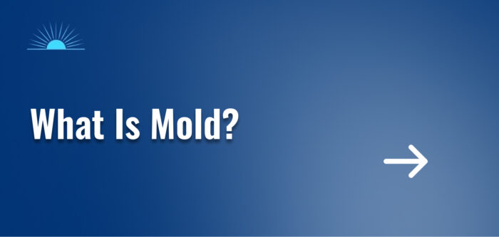 What Is Mold