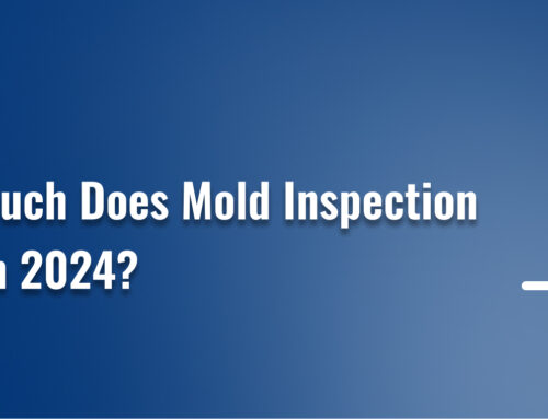 How Much Does Mold Inspection Cost in 2024?