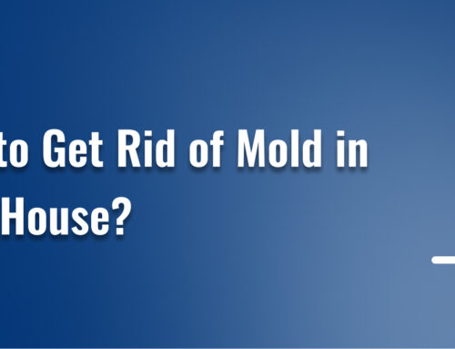 How to Get Rid of Mold in Your House?