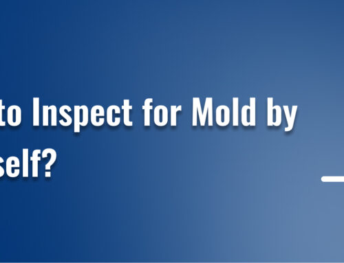 How to Inspect for Mold by Yourself?