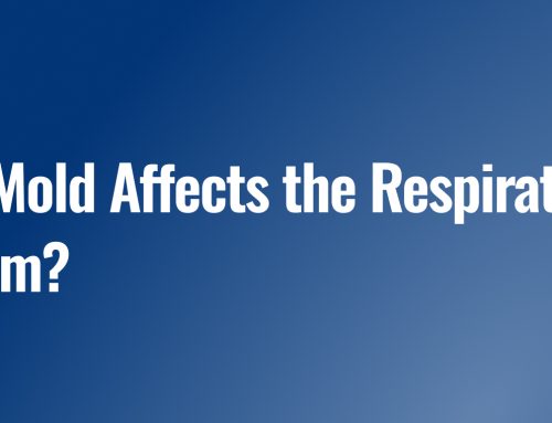 How Mold Affects the Respiratory System?