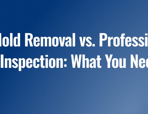 DIY Mold Removal vs. Professional Mold Inspection: What You Need to Know