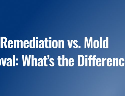 Mold Remediation vs. Mold Removal: What’s the Difference?